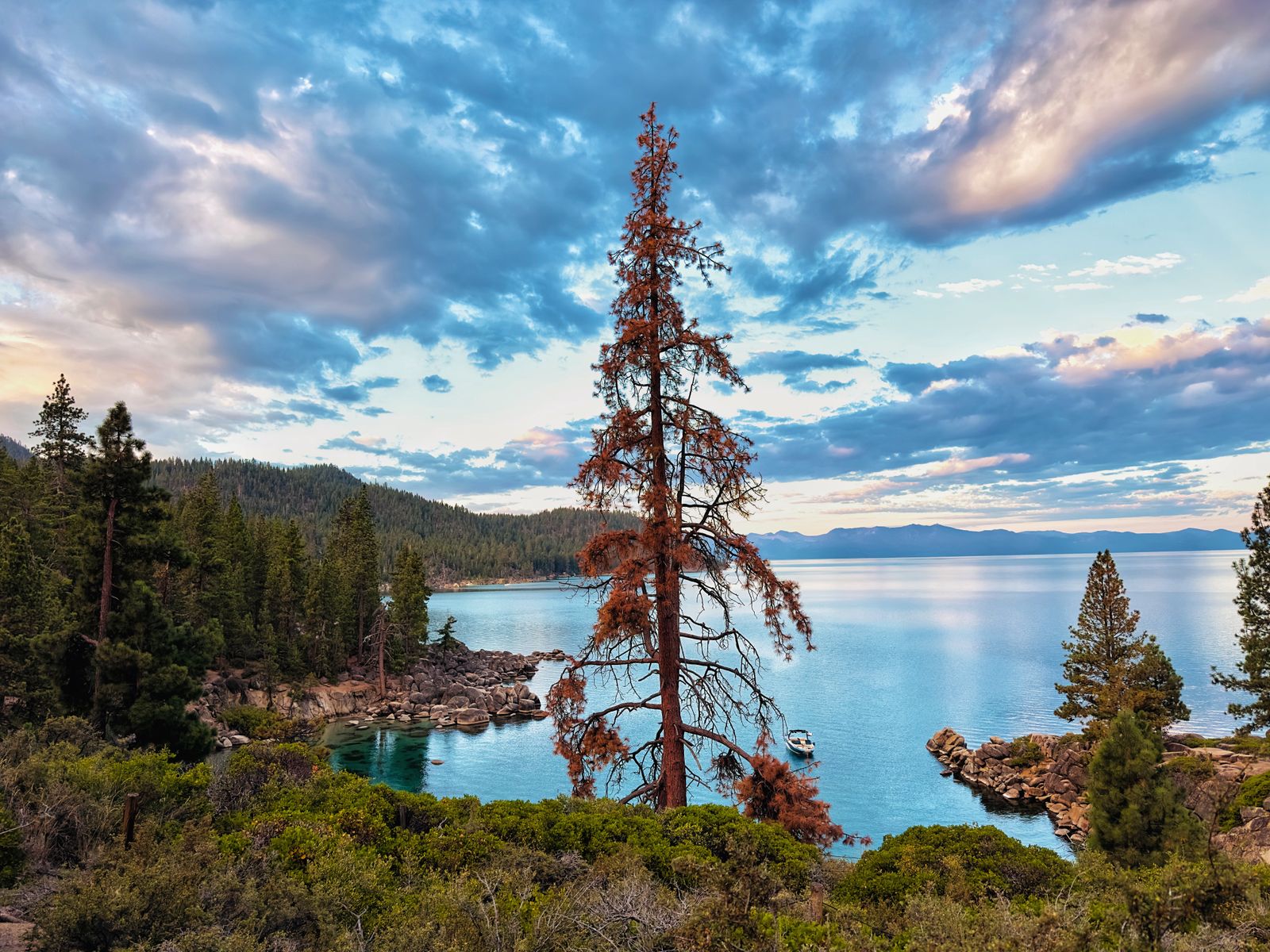 Stock photograph of a clear lake shoreline among tall pines